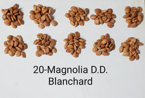 Magnolia 'D.D. Blanchard' 20 Seeds