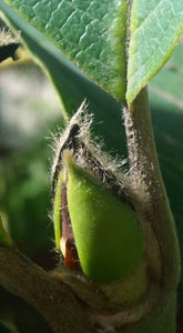 Magnolia 'Cameo'