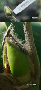 Magnolia 'Cameo'