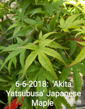 'Akita Yatsubusa' Japanese Maple