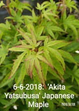 'Akita Yatsubusa' Japanese Maple