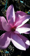 Magnolia 'Ann'
