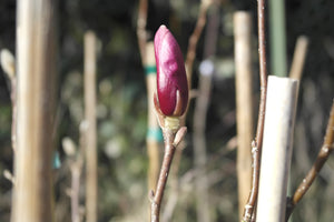 Magnolia 'Ann'