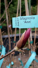 Magnolia 'Ann'