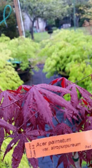 Acer Palmatum var. Atropurpeum Japanese Maples