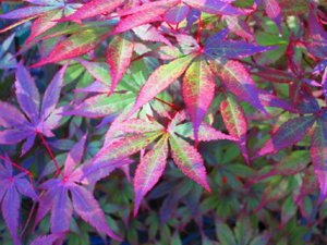 Acer Palmatum var. Atropurpeum Japanese Maples