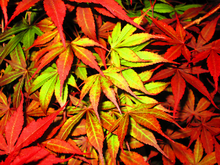 Acer Palmatum var. Atropurpeum Japanese Maples
