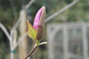 Magnolia 'Betty'