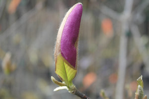 Magnolia 'Betty'