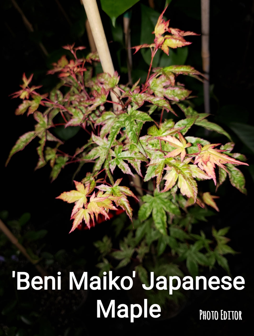 ‘Beni Maiko’ Japanese Maples- GREEN, BROAD LEAF
