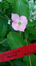 Cornus 'Beni fuji' Dogwood