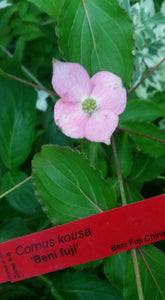Cornus 'Beni fuji' Dogwood