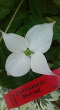 Cornus 'Beni fuji' Dogwood