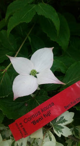 Cornus 'Beni fuji' Dogwood