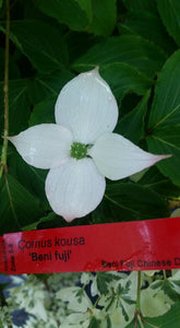 Cornus 'Beni fuji' Dogwood