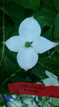 Cornus 'Beni fuji' Dogwood