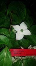 Cornus 'Beni fuji' Dogwood
