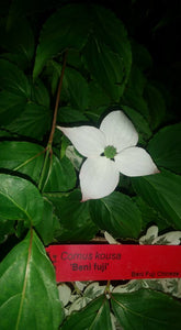 Cornus 'Beni fuji' Dogwood
