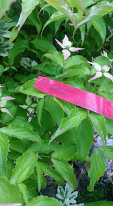 Cornus 'Beni fuji' Dogwood