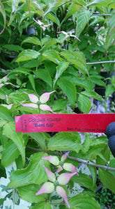 Cornus 'Beni fuji' Dogwood