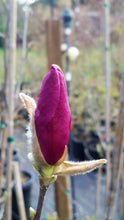 Magnolia 'Betty'