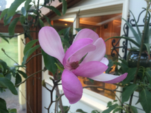 Magnolia 'Betty'