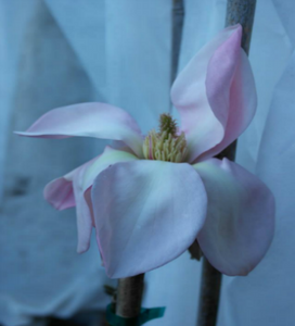 Magnolia 'Blushing Belle'
