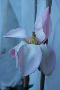 Magnolia 'Blushing Belle'