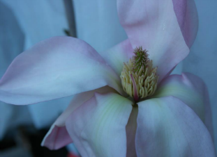 Magnolia 'Blushing Belle' Print 5
