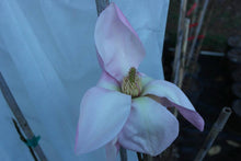 Magnolia 'Blushing Belle'