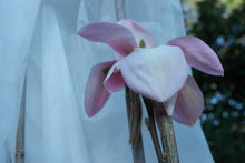 Magnolia 'Blushing Belle'