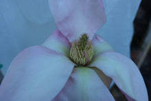 Magnolia 'Blushing Belle'