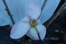 Magnolia 'Blushing Belle'