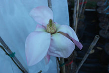 Magnolia 'Blushing Belle'