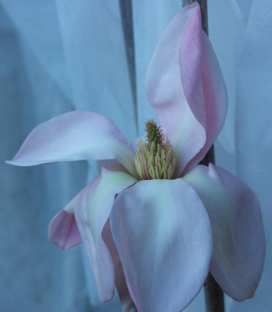 Magnolia 'Blushing Belle' Print 2