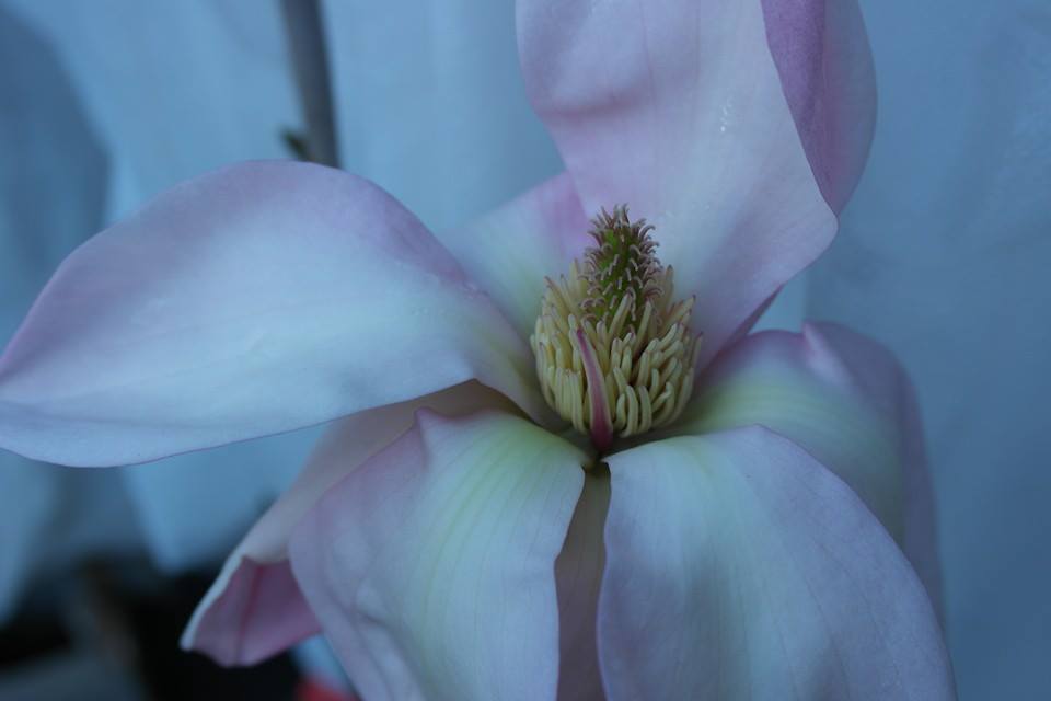 Magnolia 'Blushing Belle' Print 3
