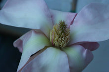 Magnolia 'Blushing Belle'
