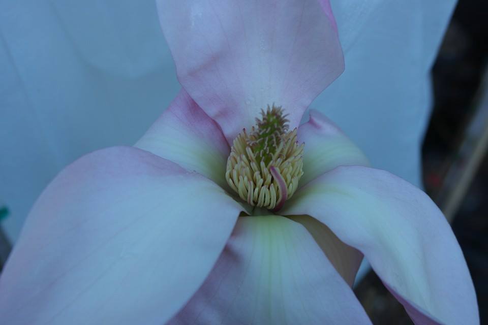 Magnolia 'Blushing Belle' Print 4
