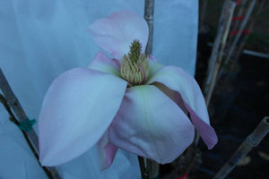 Magnolia 'Blushing Belle'