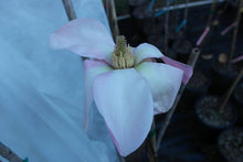 Magnolia 'Blushing Belle'