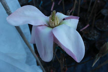 Magnolia 'Blushing Belle'