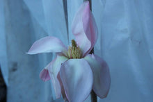 Magnolia 'Blushing Belle'
