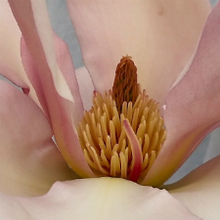 Magnolia 'Blushing Belle'