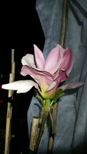 Magnolia 'Blushing Belle'