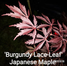 ‘Burgundy Lace Leaf’-RED Japanese Maples