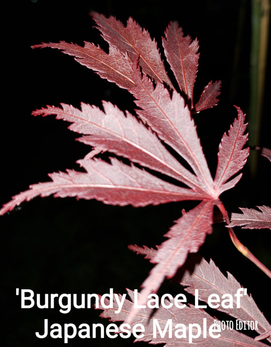 ‘Burgundy Lace Leaf’-RED Japanese Maples