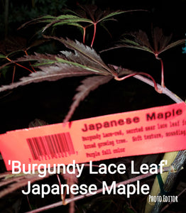 ‘Burgundy Lace Leaf’-RED Japanese Maples