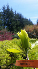 Magnolia 'Butterflies'