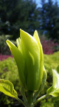 Magnolia 'Butterflies'