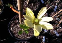 Magnolia 'Butterflies'